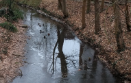 Have you got your ducks in a row? Partially frozen stream leaves little space for them. #7/365